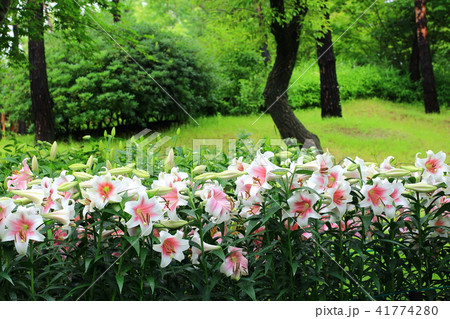 ユリ 花 風景 41774280