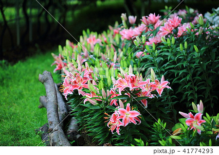 ユリ 花 処女 41774293