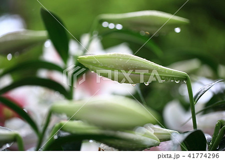 ユリ 成 花 41774296