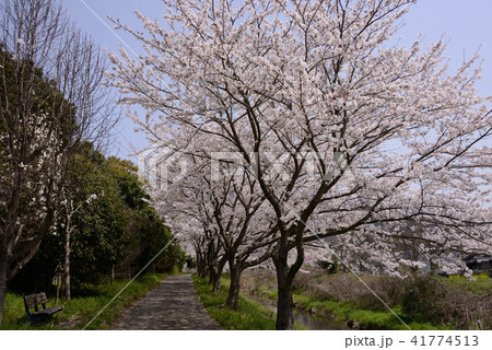 満開の桜風景 満開の桜風景 41774513
