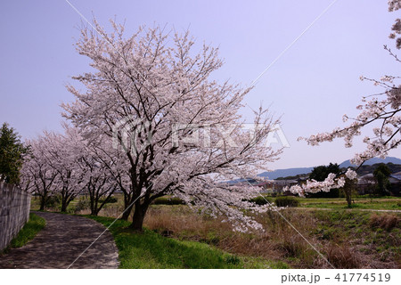 満開の桜風景 満開の桜風景 41774519
