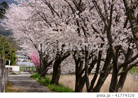 満開の桜風景 41774520