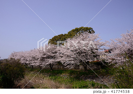 満開の桜風景 満開の桜風景 41774538