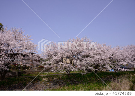 満開の桜風景 満開の桜風景 41774539