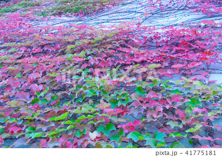 蔦　紅葉 41775181