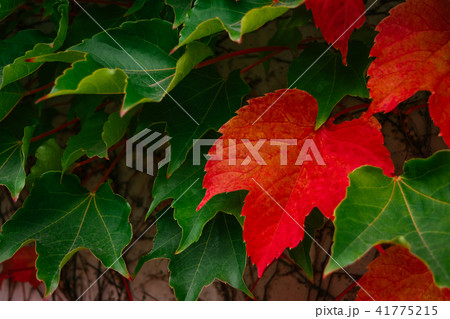 蔦　紅葉 41775215