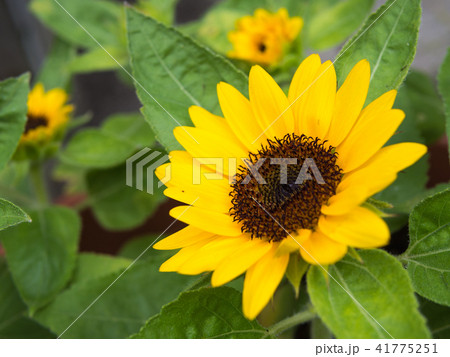 ミニヒマワリ 41775251
