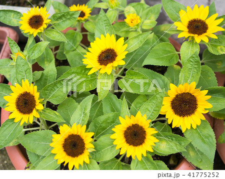 ミニヒマワリ 41775252