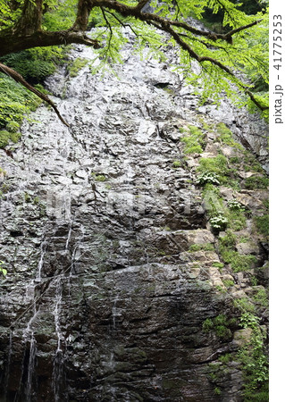 日本の滝百選の龍双ケ滝 41775253