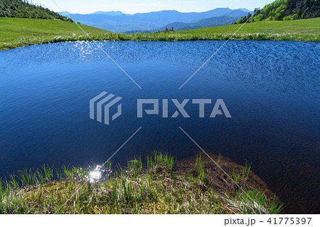 初夏の熊沢田代の池塘 初夏の熊沢田代の池塘 41775397