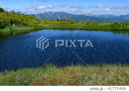 初夏の熊沢田代の池塘 41775409