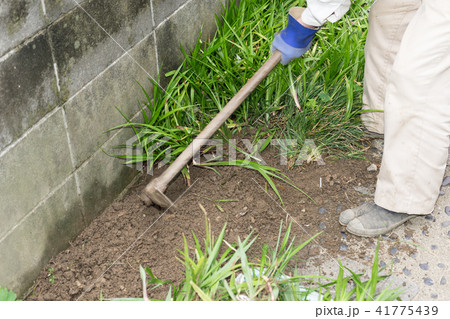 庭掃除 つるはしで草取り 庭掃除 つるはしで草取り 41775439