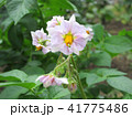 キタアカリの花 41775486