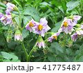 メークインの花 41775487