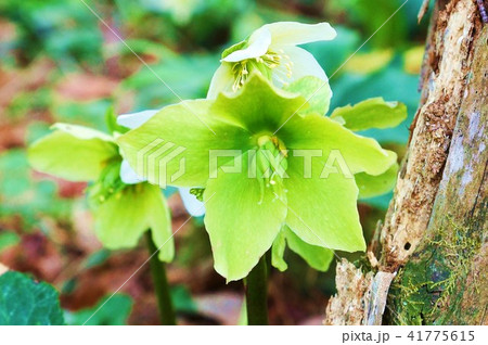 季節の花早春の素材 緑色のクリスマスローズの萼片と子房 横位置の写真素材
