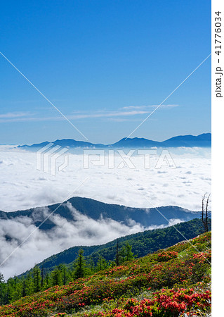 美ヶ原高原 レンゲツツジと雲海の写真素材