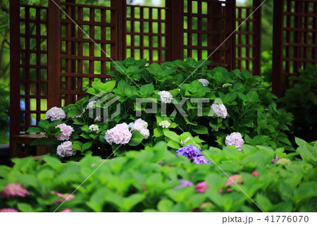アジサイ 花 花畑 41776070