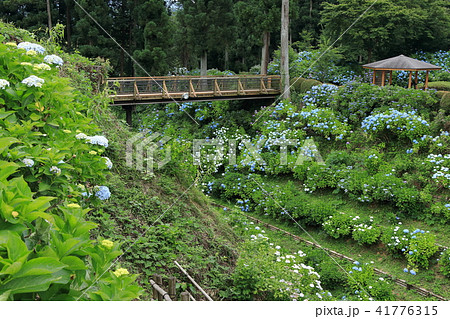 くろばね紫陽花まつり 空堀と紫陽花橋 くろばね紫陽花まつり 空堀と紫陽花橋 41776315