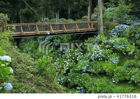 くろばね紫陽花まつり 空堀と紫陽花橋 くろばね紫陽花まつり 空堀と紫陽花橋 41776316