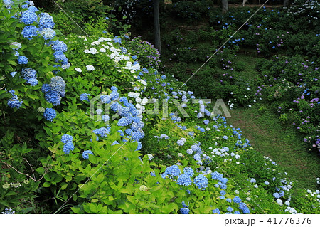 くろばね紫陽花まつり 空濠 くろばね紫陽花まつり 空濠 41776376