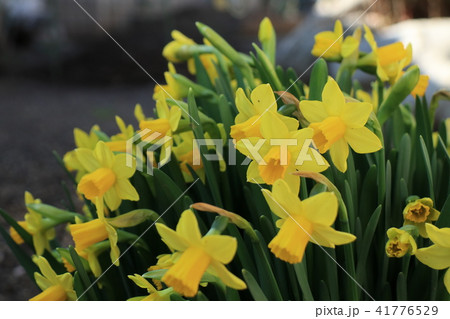 スイセンの花 41776529