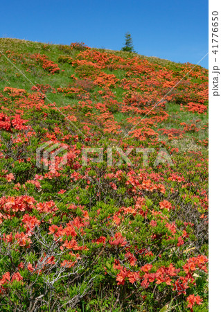 美ヶ原高原 レンゲツツジの季節の写真素材