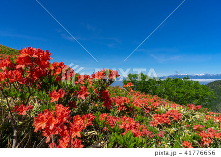 美ヶ原高原 レンゲツツジの季節の写真素材