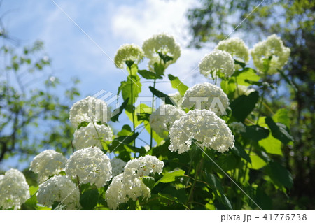 陽の光を浴びる紫陽花 41776738