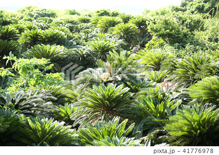 奄美大島　ソテツ群生地 41776978