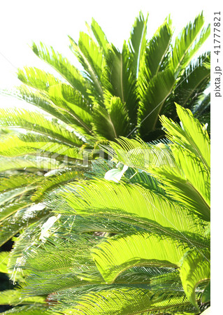 大ソテツの葉の写真素材