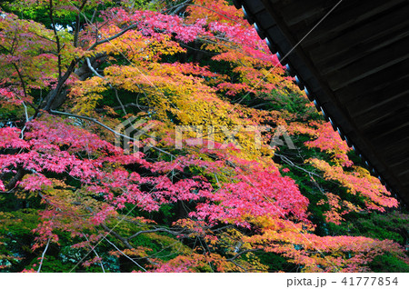 秋の石峯寺 秋の石峯寺 41777854