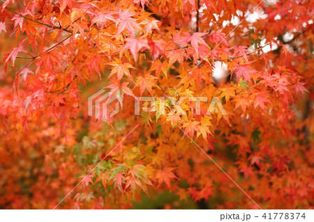 三十三間堂の紅葉 三十三間堂の紅葉 41778374