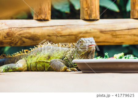 resting green colored male Green iguana 41779625