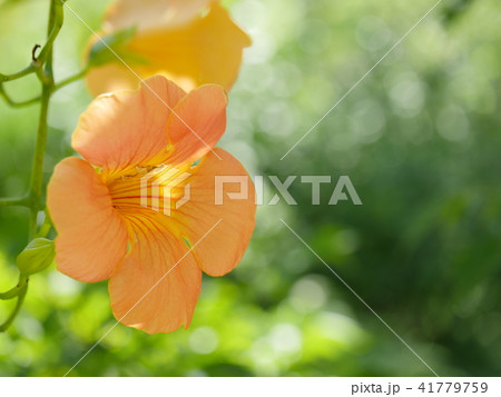 向島百花園：ノウゼンカズラ 41779759