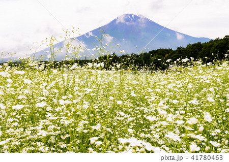 山中湖花の都公園 富士山とカスミソウの写真素材