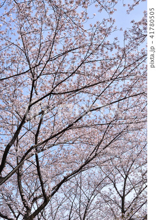 桜 桜 41780505