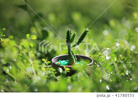 cactus green background cactus green background 41780555