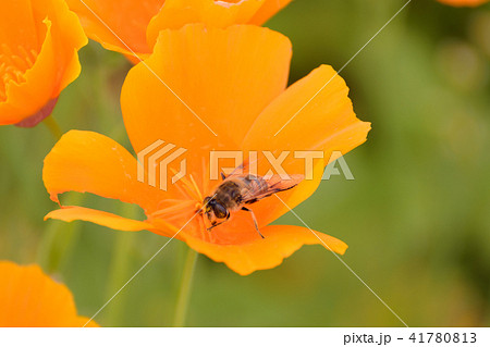 カリフォルニアポピーと蜂 41780813