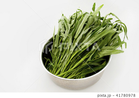 空心菜(クウシンサイ) 空心菜(クウシンサイ) 41780978