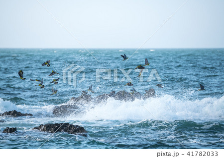 アオバト 41782033