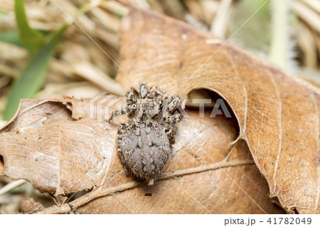 ヤマジハエトリ 41782049