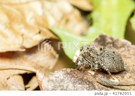 ヤマジハエトリ 41782051