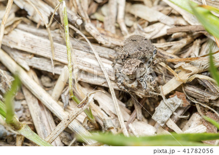 ヤマジハエトリ 41782056