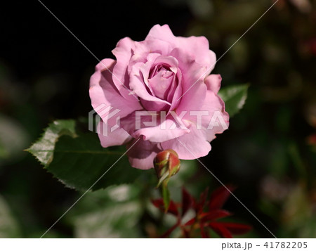 浜寺公園 バラ園の写真素材 4175