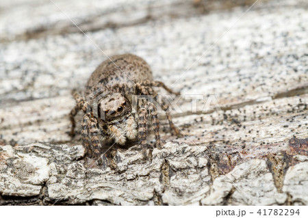 ヤマジハエトリ 41782294