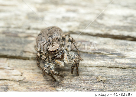 ヤマジハエトリ 41782297