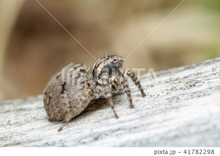 ヤマジハエトリ 41782298