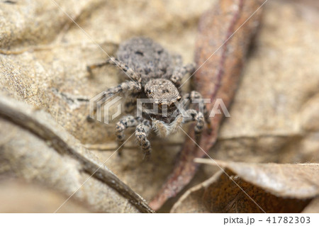 ヤマジハエトリ 41782303