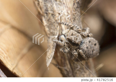 ヤマジハエトリ 41782516