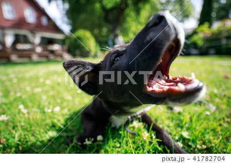 The jaws of a playing puppy, close-up 41782704